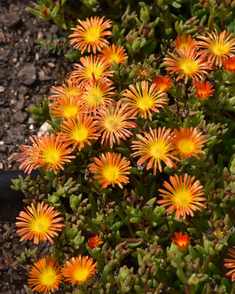 Wheels of Wonder Fire Wonder Ice Plant #1<br><i>Delosperma WOWDAY2</br></i>