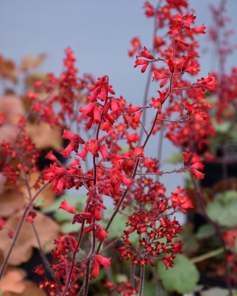 Ruby Bells Coral Bells #1<br><i>Heuchera sanguinea Ruby Bells</br></i>