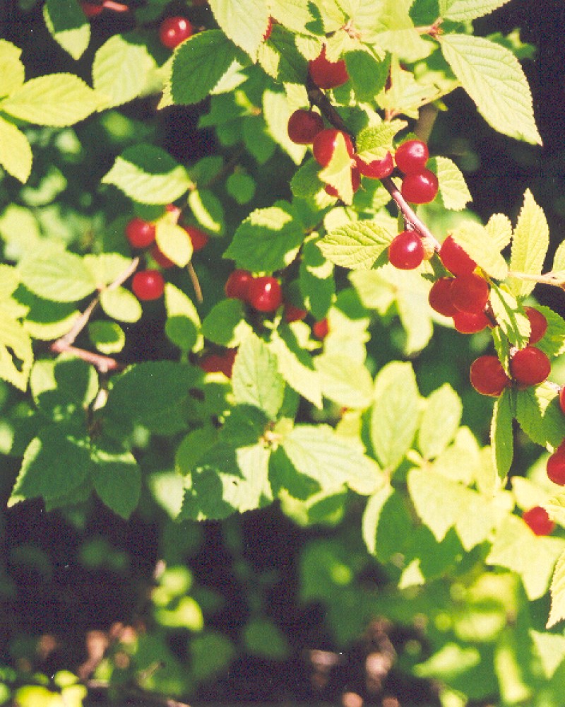 Nanking Cherry #5<br><i>Prunus tomentosa</br></i>