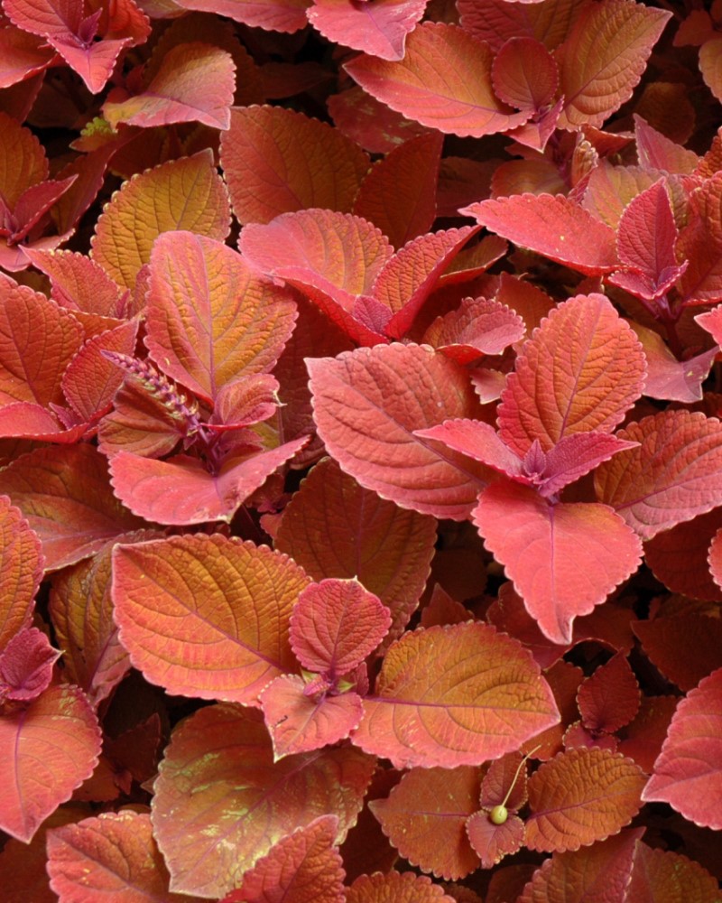 Coleus Campfire 4"