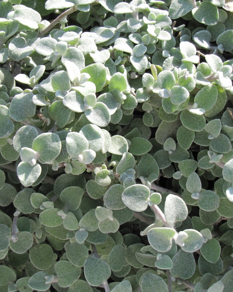 Helichrysum Licorice 4"