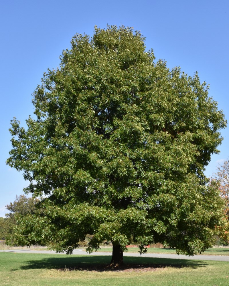 Scarlet Oak #20<br><i>Quercus coccinea</br></i>