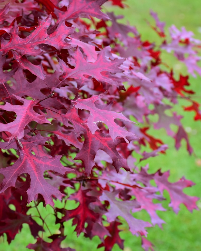 Scarlet Oak #20<br><i>Quercus coccinea</br></i>