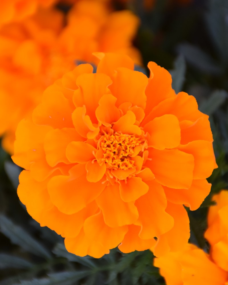 Durango Orange Marigold #1