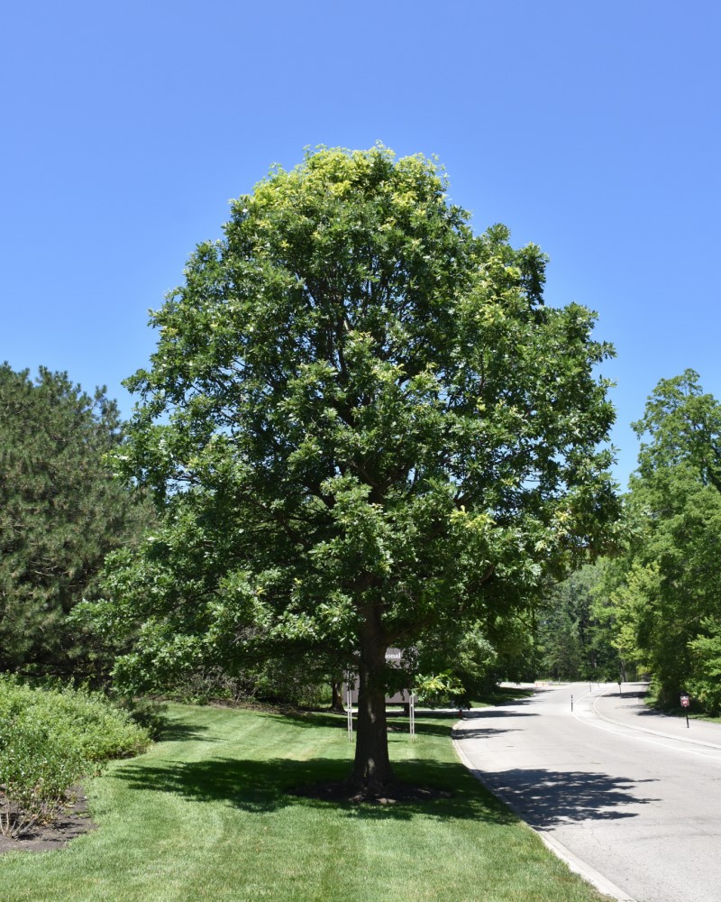 Bur Oak #20<br><i>Quercus macrocarpa</br></i>