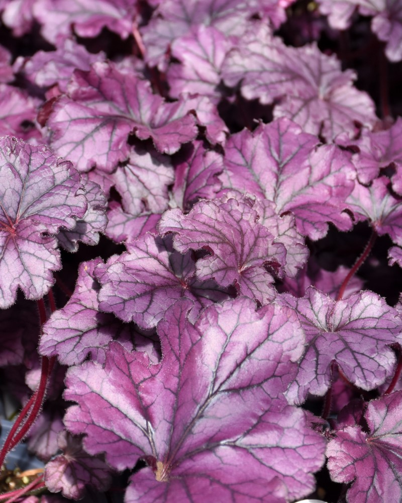 Forever® Purple Coral Bells #1<br><i>Heuchera Forever Purple</br></i>