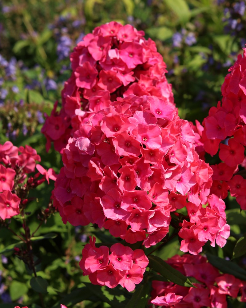 Super Ka-Pow Coral Garden Phlox #1<br><i>Phlox paniculata Balsukaco</br></i>