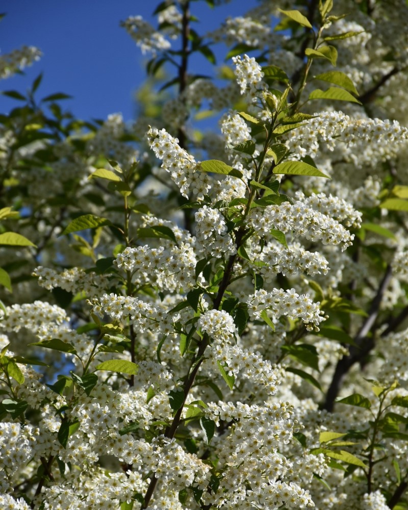 Canada Red Chokecherry #20<br><i>Prunus virginiana \'Canada Red\'</br></i>