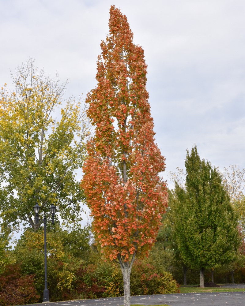 Armstrong Maple #20<br><i>Acer x freemanii Armstrong</br></i>