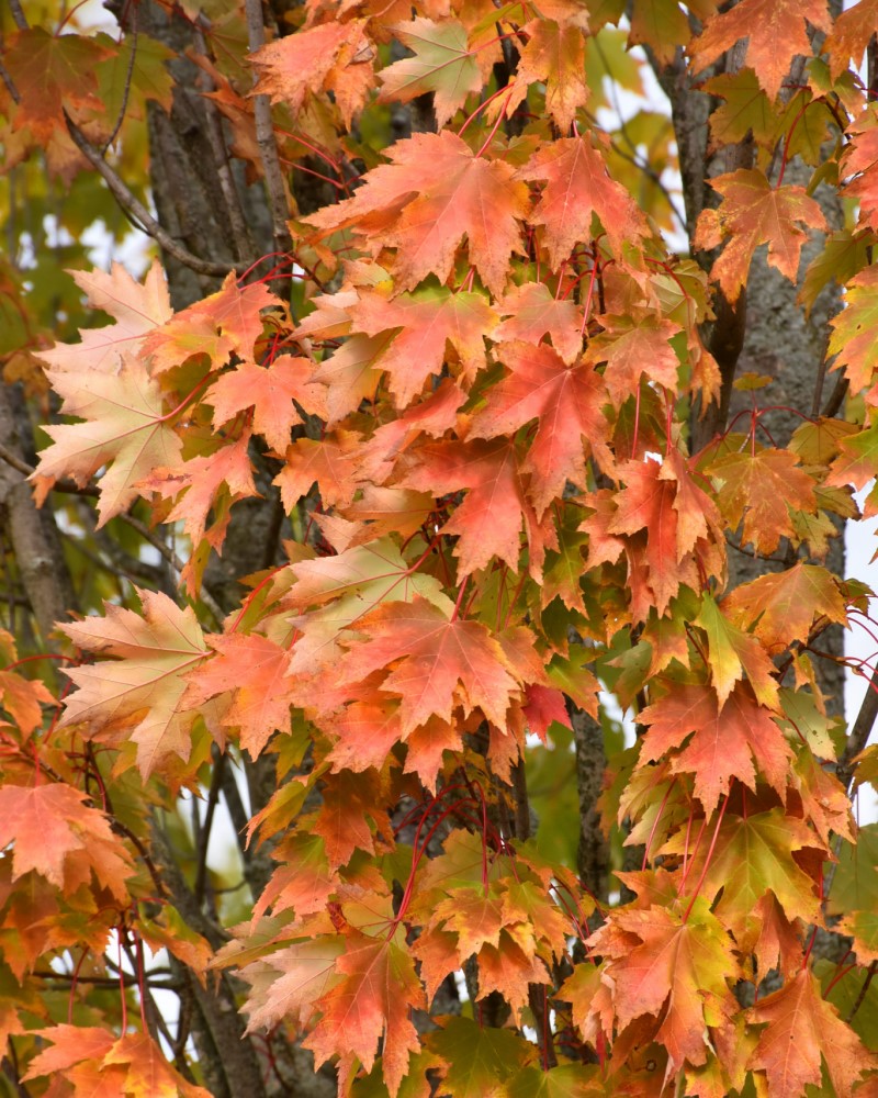 Armstrong Maple #20<br><i>Acer x freemanii Armstrong</br></i>