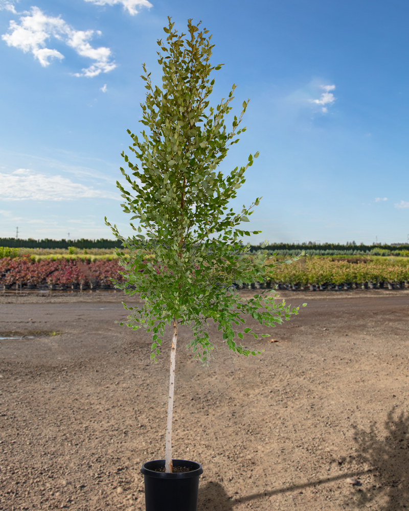 Dura Heat River Birch #15<br><i>Betula nigra Dura Heat</br></i>