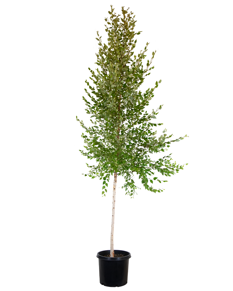 Dura Heat® River Birch Trees For Sale