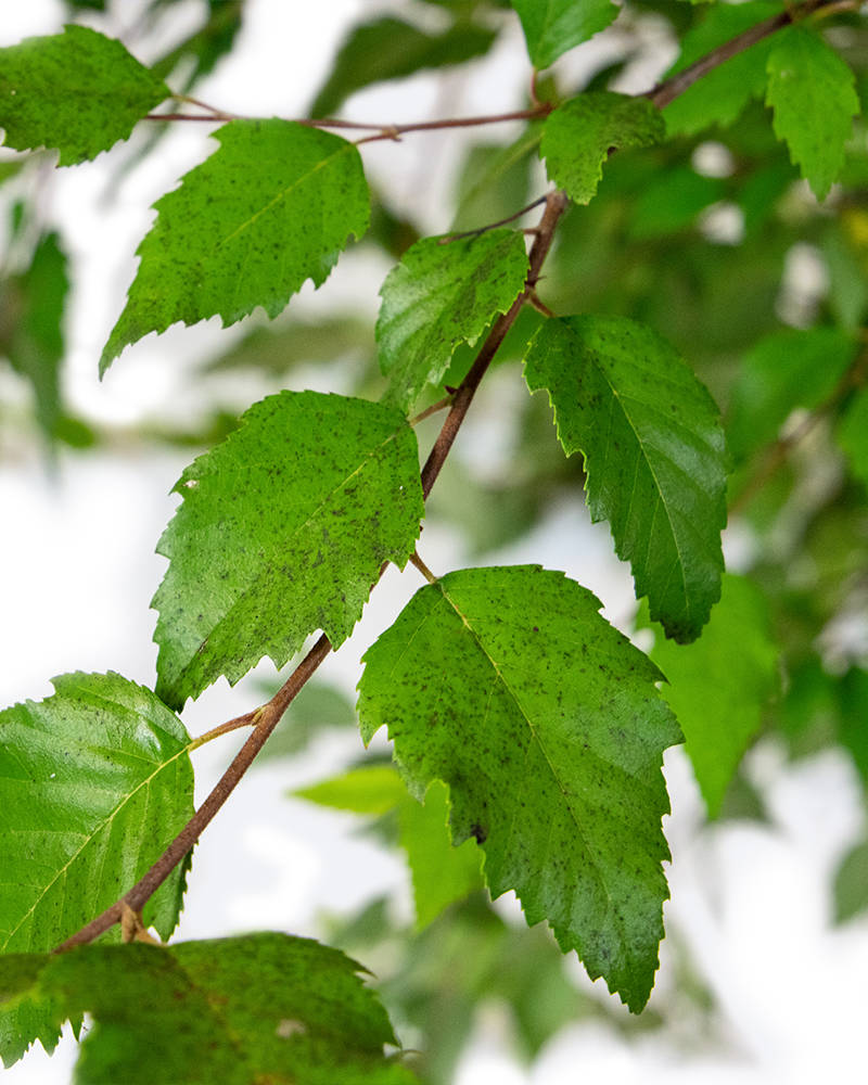 Dura Heat River Birch #15<br><i>Betula nigra Dura Heat</br></i>