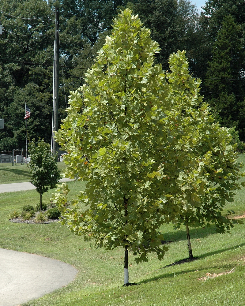 Exclamation! London Planetree #20<br><i>Platanus x acerifolia Morton Circle</br></i>