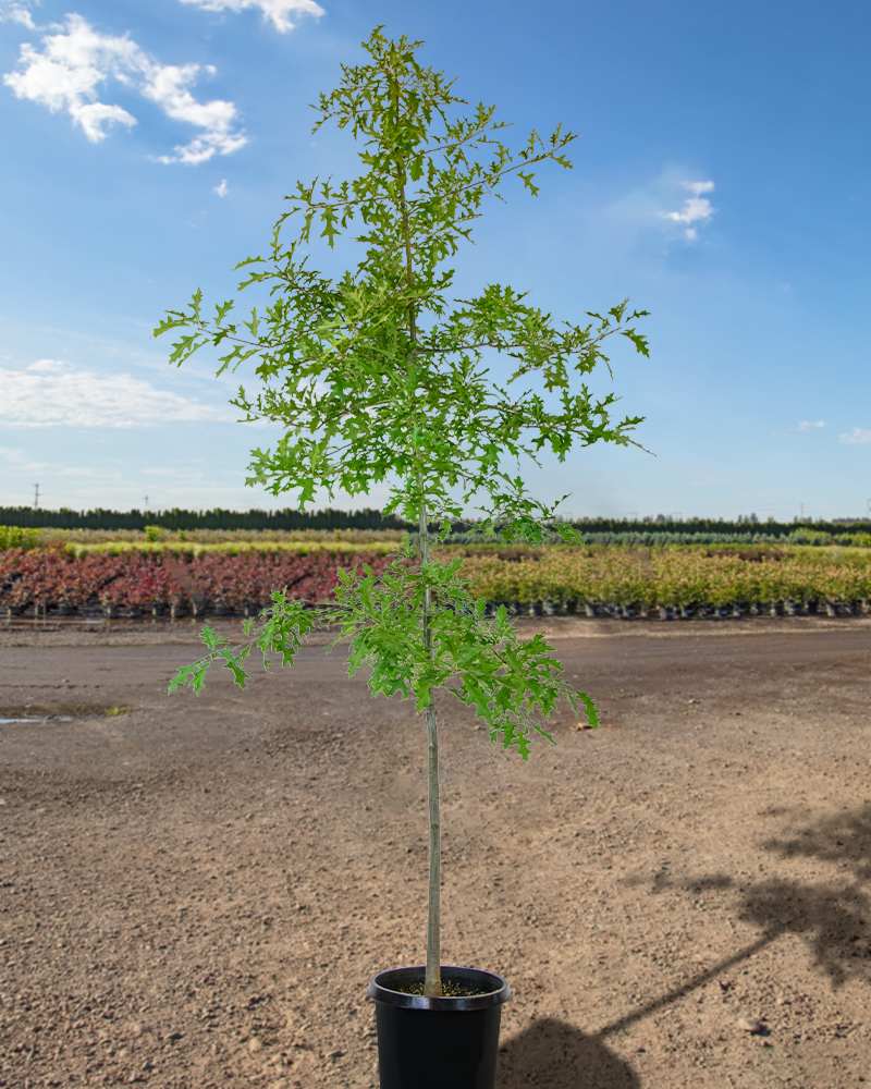 Pin Oak #15<br><i>Quercus palustris</br></i>