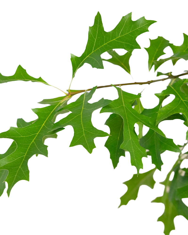 Pin Oak #15<br><i>Quercus palustris</br></i>