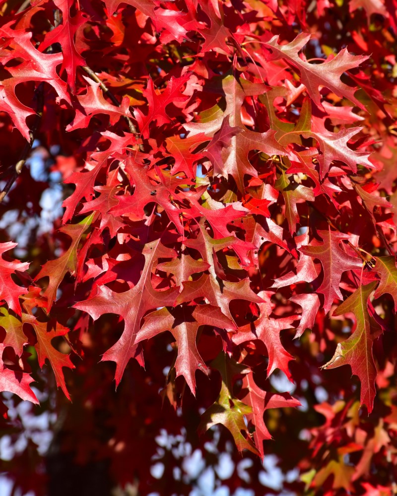 Pin Oak #20<br><i>Quercus palustris</br></i>