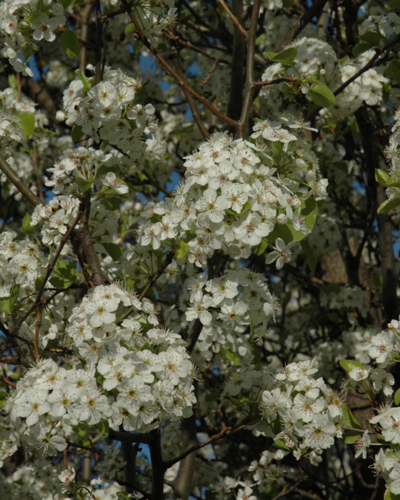Chanticleer Ornamental Pear #20<br><i>Pyrus calleryana Chanticleer</br></i>
