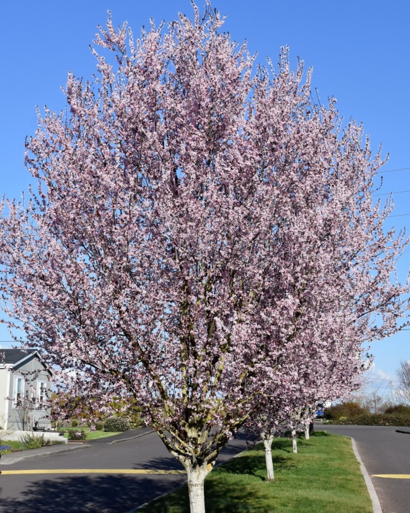 Krauter Vesuvius Plum #20<br><i>Prunus cerasifera Krauter Vesuvius</br></i>