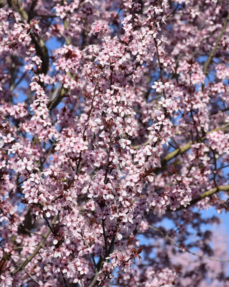 Krauter Vesuvius Plum #20<br><i>Prunus cerasifera Krauter Vesuvius</br></i>