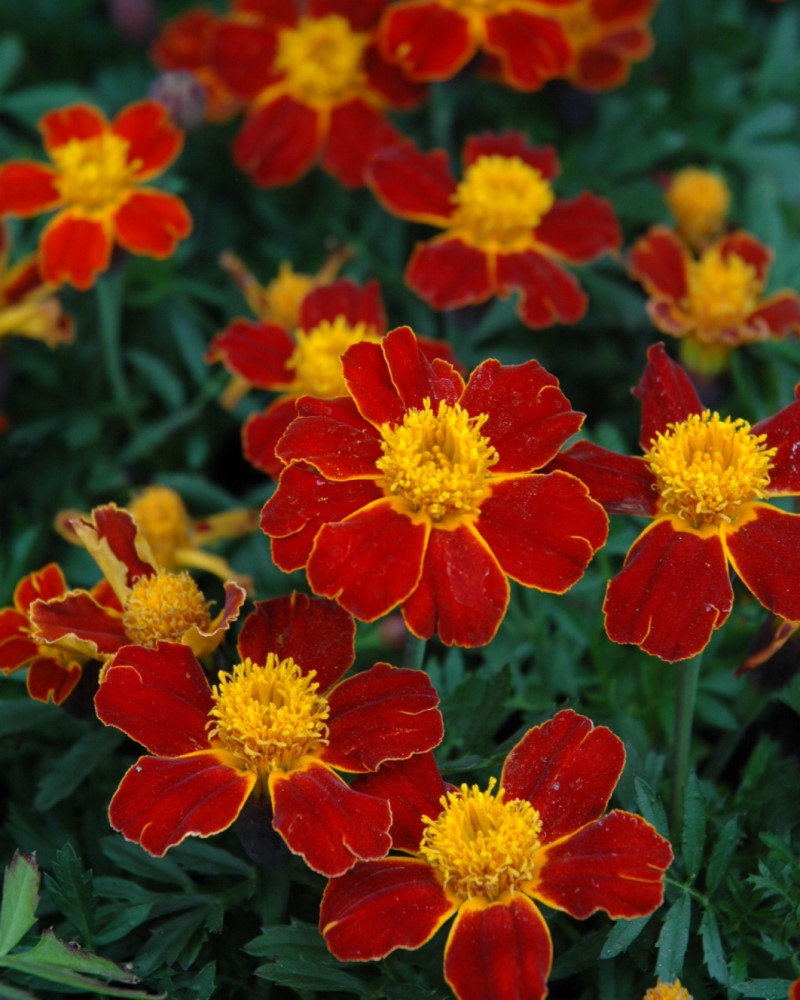 Disco Red Marigold 4"