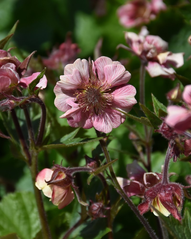 Tempo Rose Avens #1<br><i>Geum TNGEUTR</br></i>