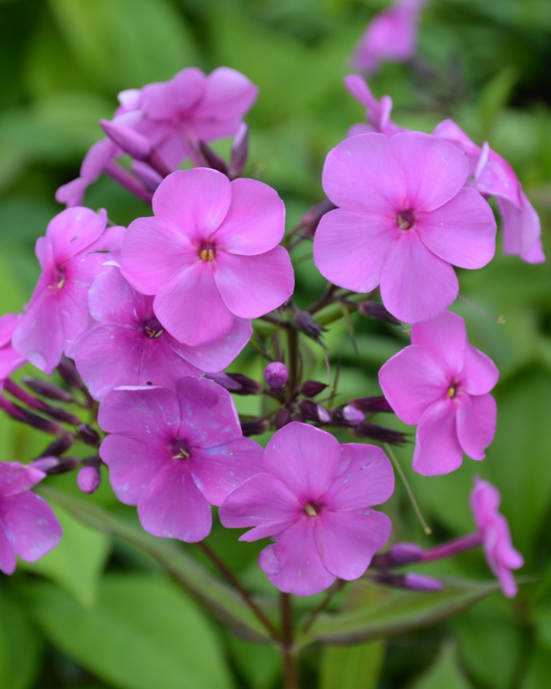 Super Ka-Pow Pink Garden Phlox #1<br><i>Phlox paniculata Balsukapin</br></i>