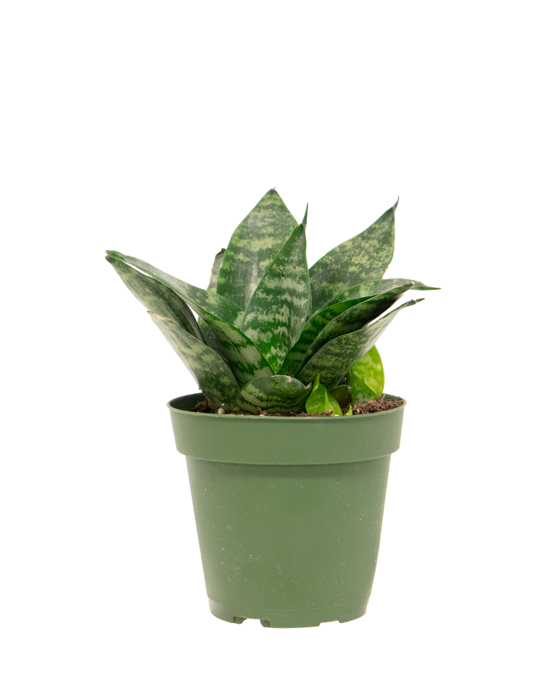 Sansevieria Forest Star 4"