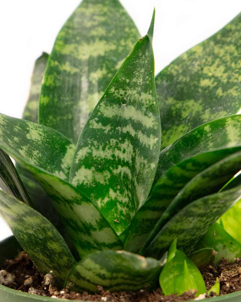 Sansevieria Forest Star 4\"