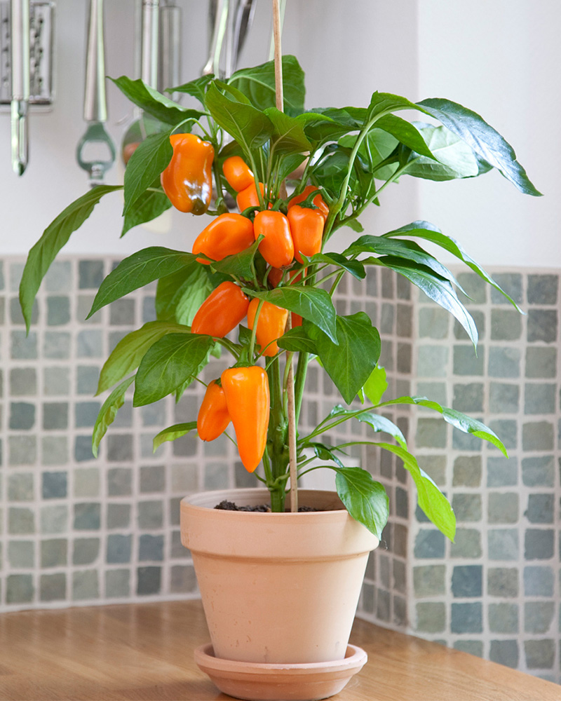 Kitchen Minis™ Fresh Bites Orange Sweet Pepper<br><i>Capsicum annuum Fresh Bites Orange</br></i>