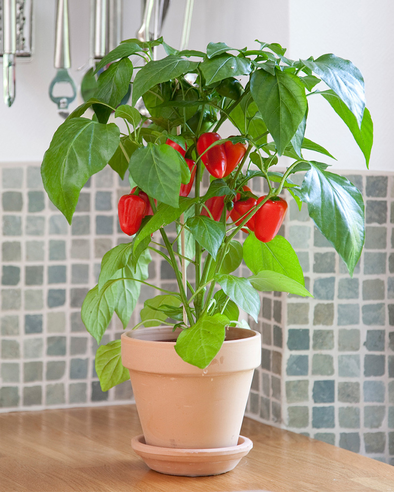 Kitchen Minis Fresh Bites Red Sweet Pepper<br><i>Capsicum annuum Fresh Bites Red</br></i>