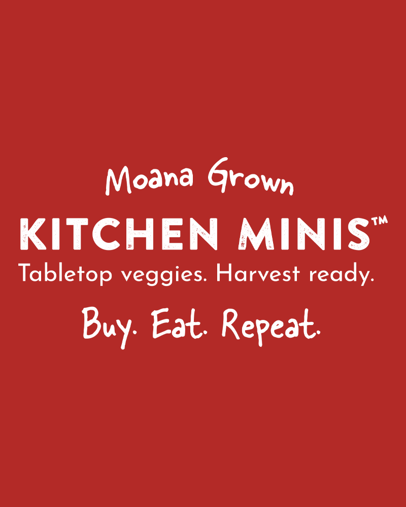 Kitchen Minis™ Tamale Edible Potted Pepper<br><i>Capsicum annuum Tamale</br></i>
