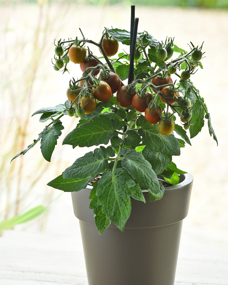 Kitchen Minis™ Cocoa Potted Tomato<br><i>Solanum lycopersicum Cocoa</br></i>
