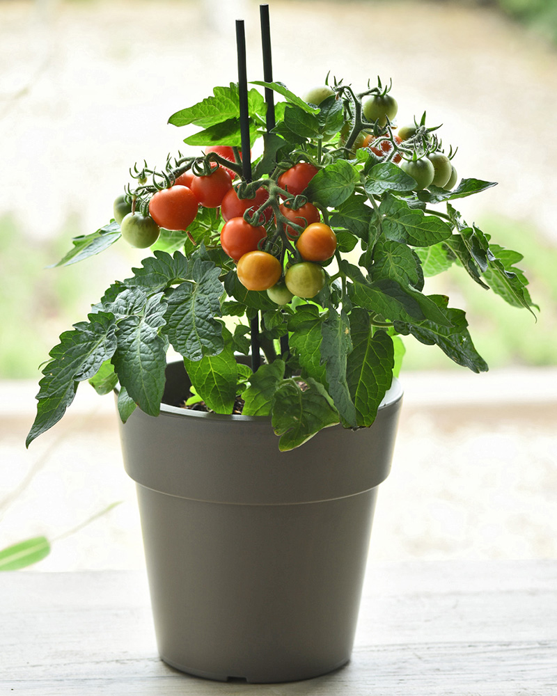 Kitchen Minis™ Red Velvet Potted Tomato<br><i>Solanum lycopersicum Velvet</br></i>