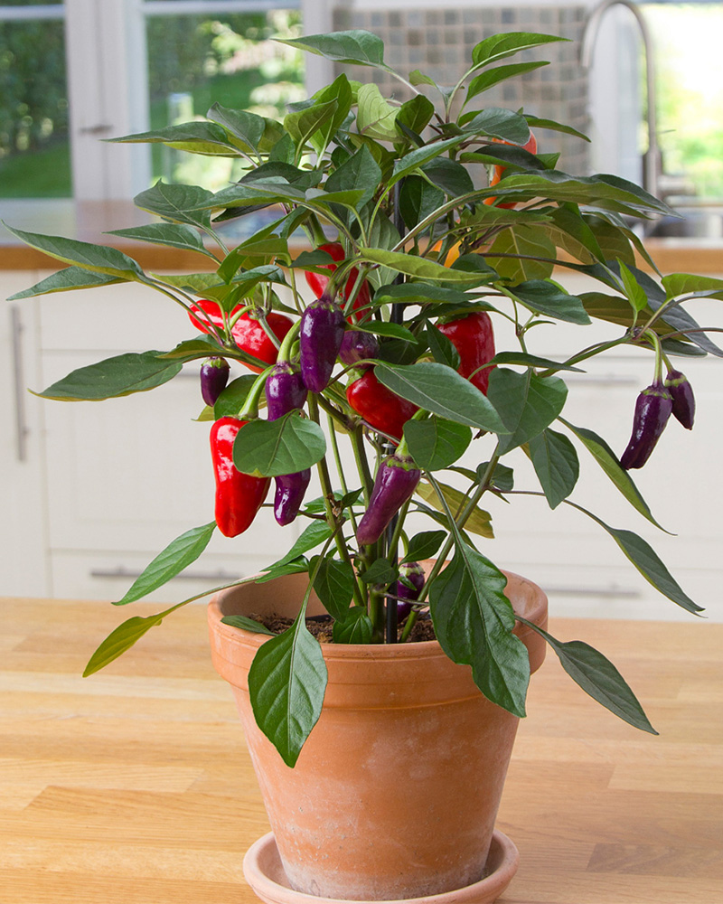 Kitchen Minis™ Cosmo Edible Potted Pepper<br><i>Capsicum annuum Cosmo</br></i>