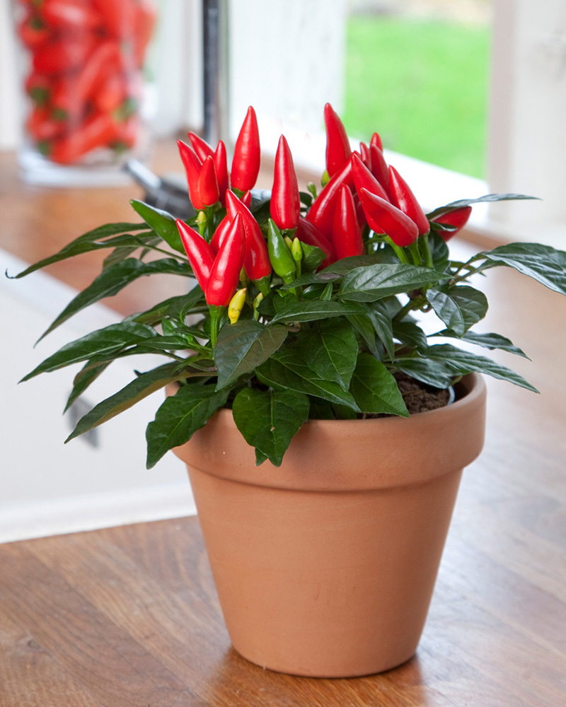 Kitchen Minis Taquito Edible Potted Pepper<br><i>Capsicum annuum Taquito</br></i>