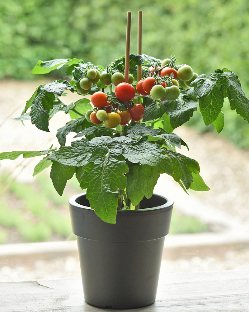 Kitchen Minis™ Siam Potted Tomato<br><i>Solanum lycopersicum Siam</br></i>