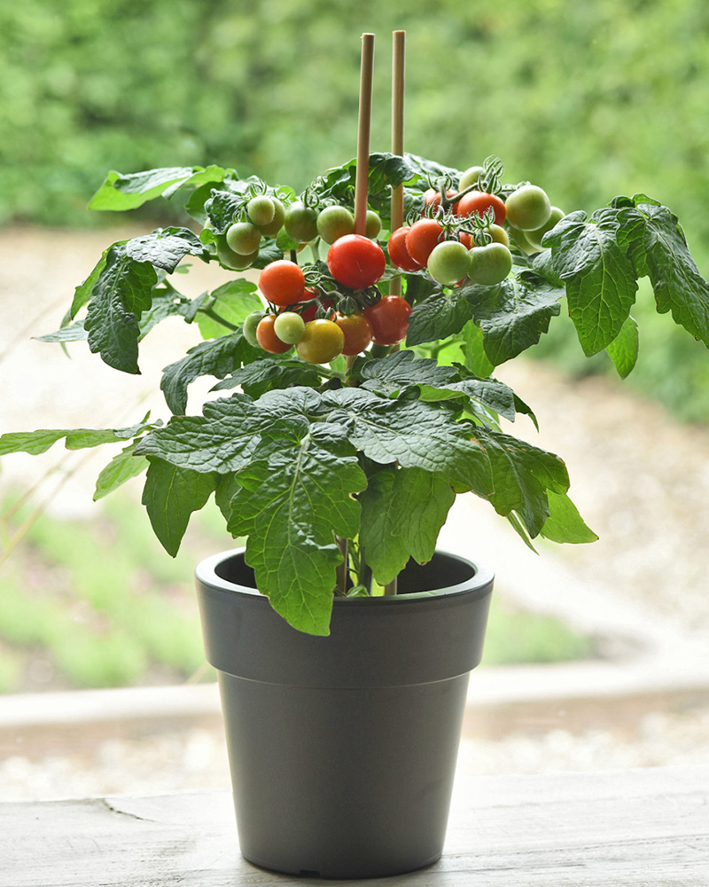 Kitchen Minis™ Red Velvet Potted Tomato Solanum lycopersicum 'Velvet