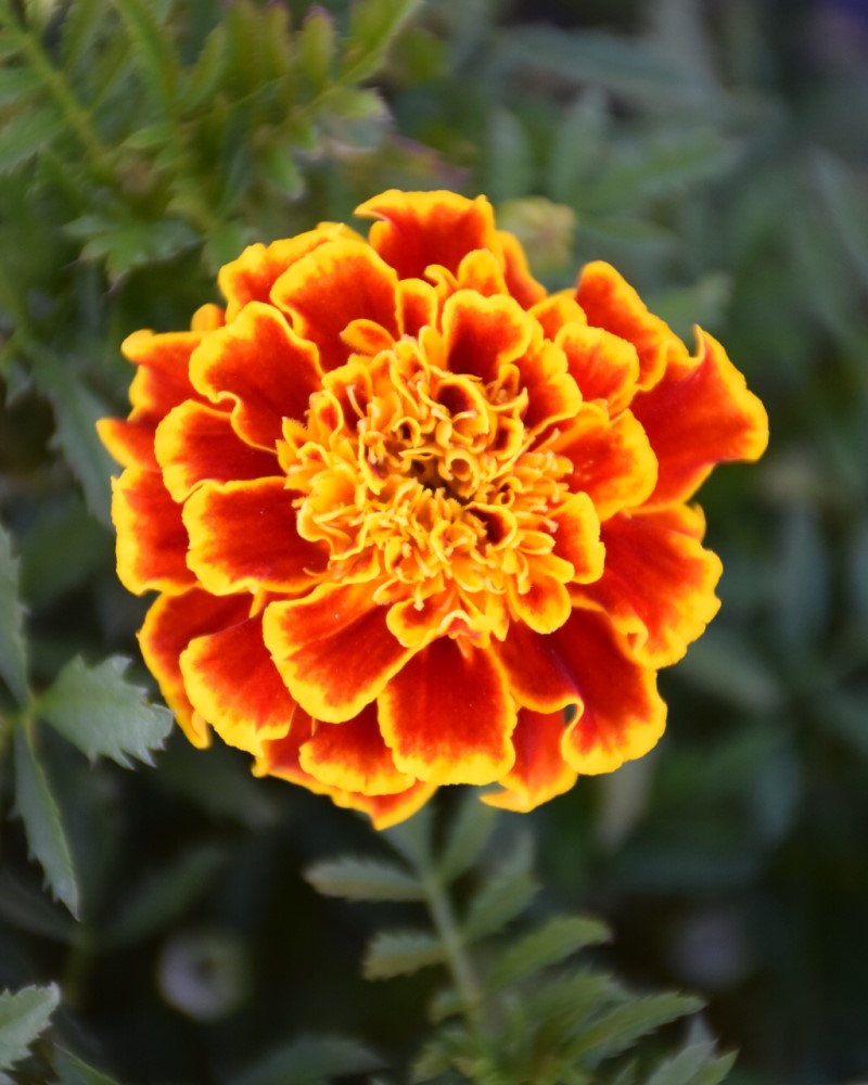 Durango Bee Marigold 4"