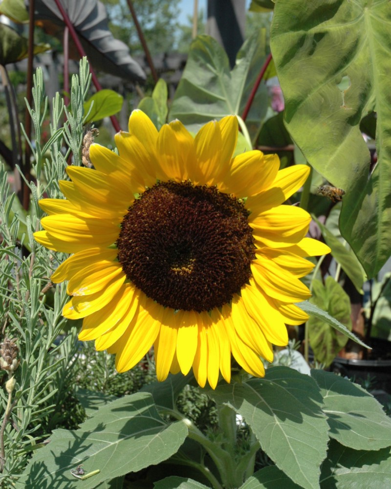 Sunflower Miss Sunshine Annual #1