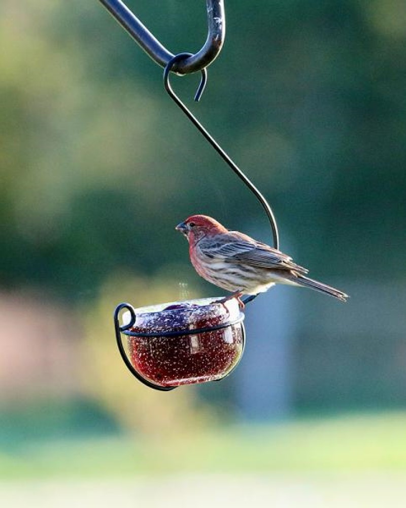 Clear Glass Hanging Treat and Mealworm Feeder