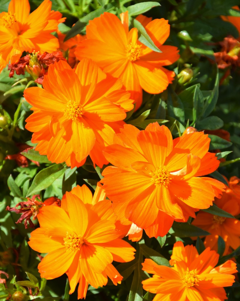 Cosmos Mandarin 4"