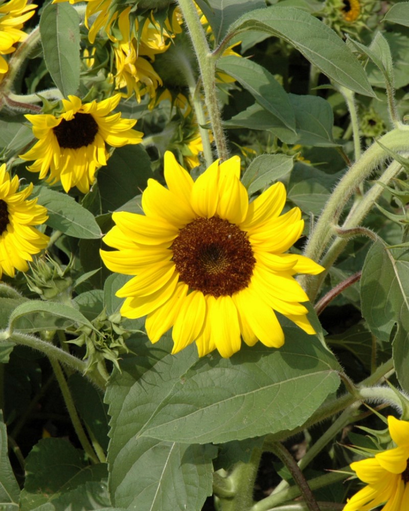 Sunflower Ballad Annual #1