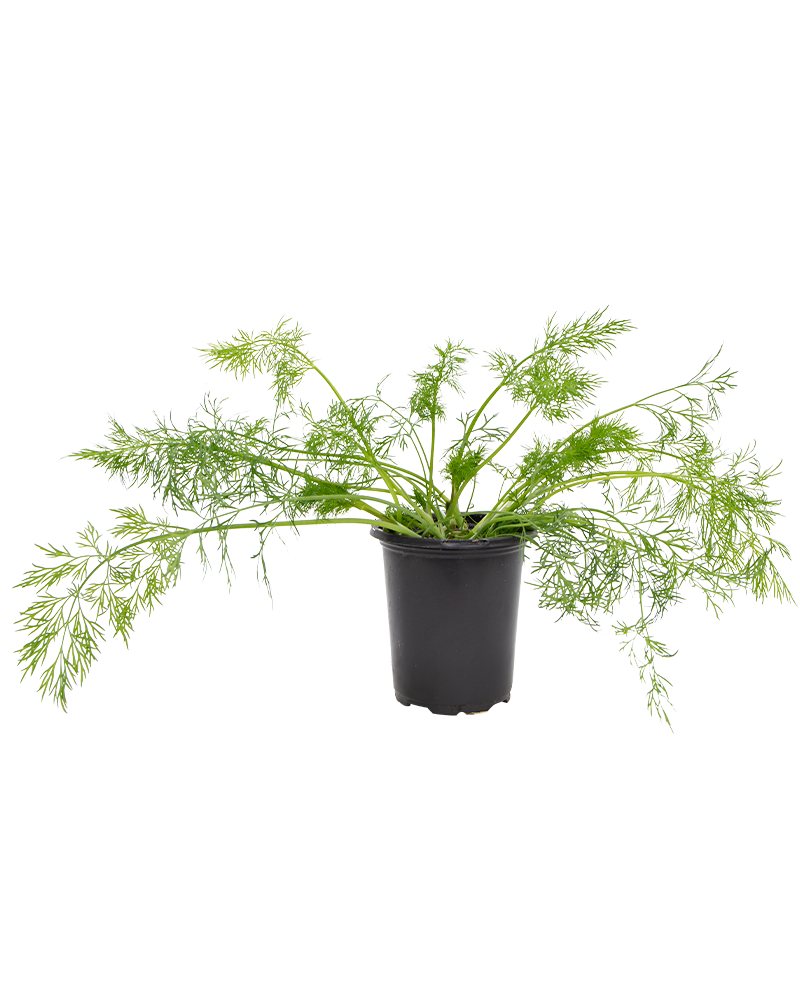 Dill Fernleaf 4"