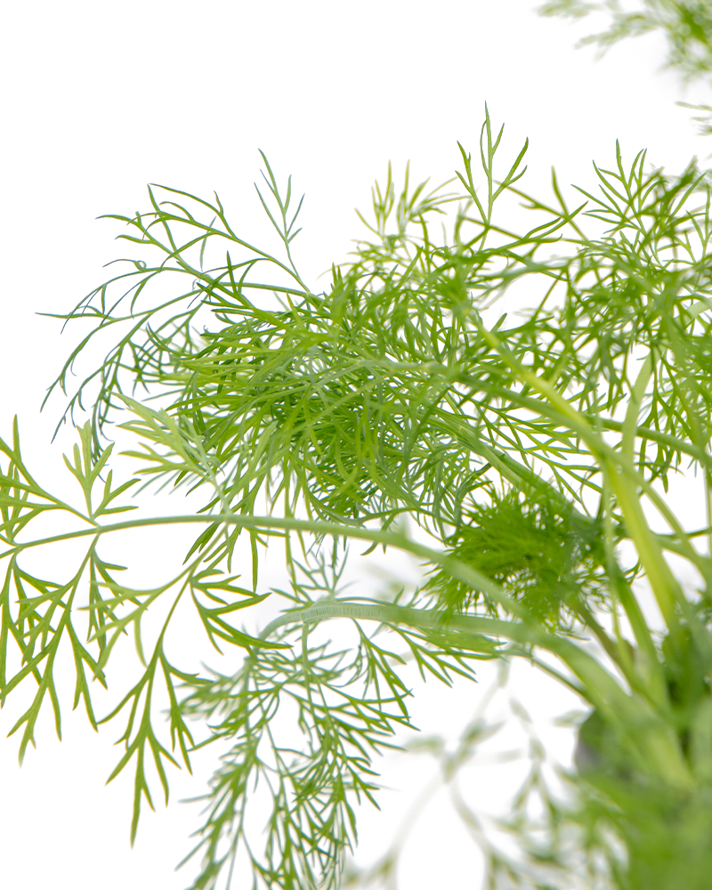 Dill Fernleaf 4\"
