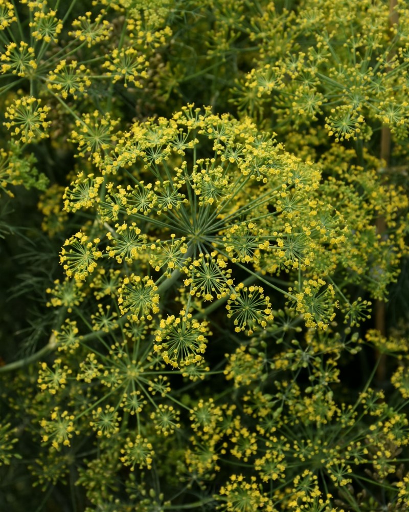 Dill Fernleaf 4\"