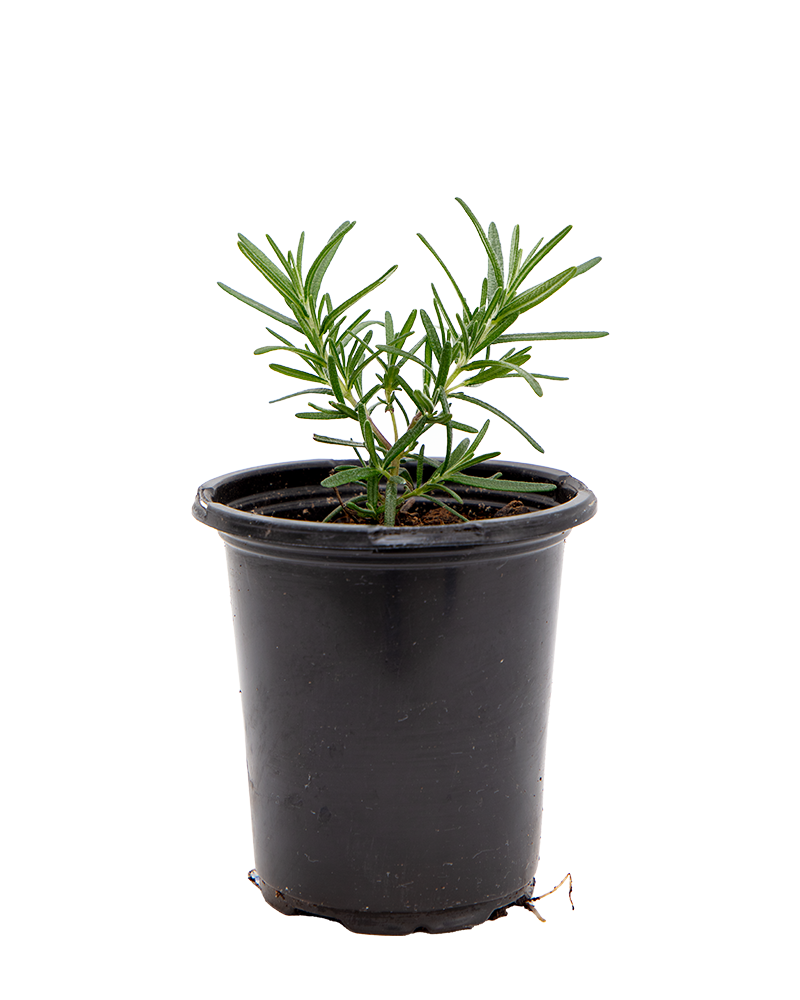 Rosemary Tuscan Blue 4"