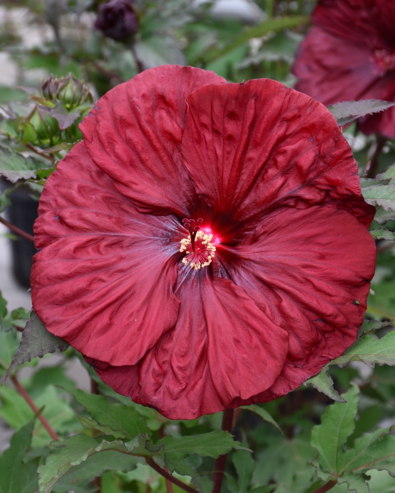 Blackberry Merlot Hibiscus #2<br><i>Hibiscus Blackberry Merlot</br></i>