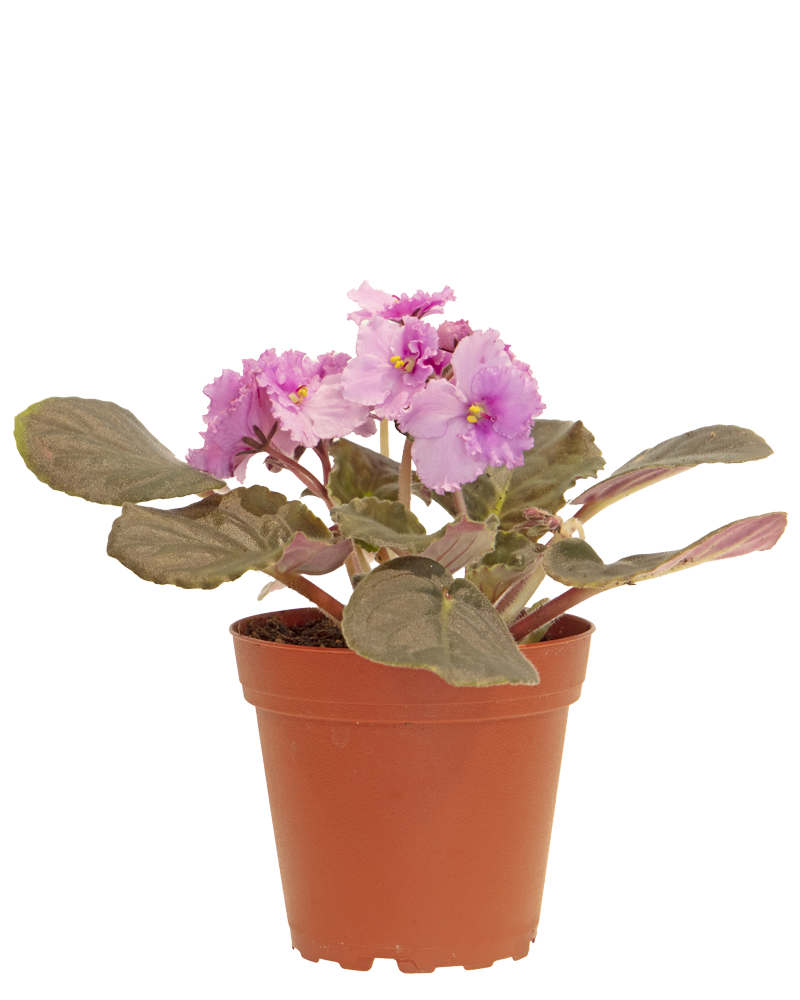 African Violet 4\"