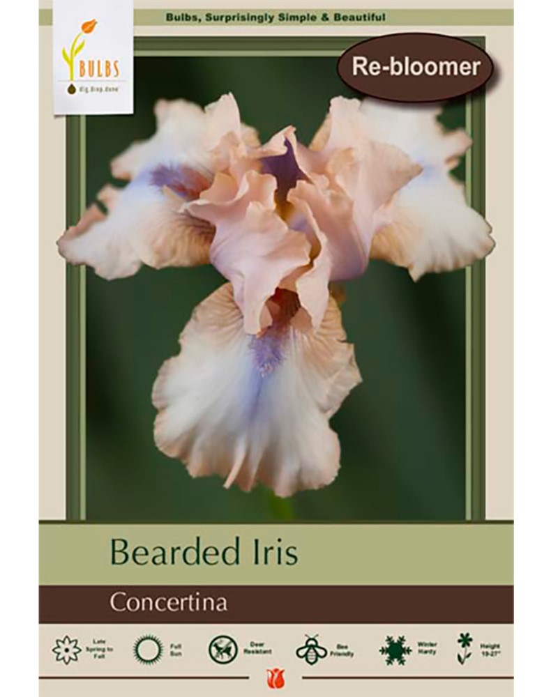 Iris Concertina